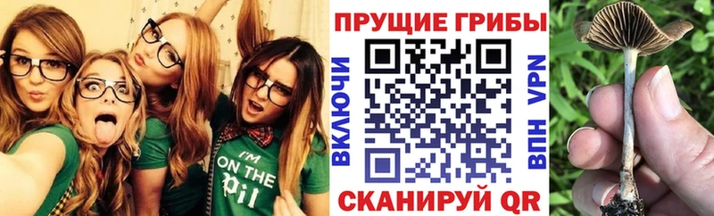 Псилоцибиновые грибы Psilocybe  Пыталово 